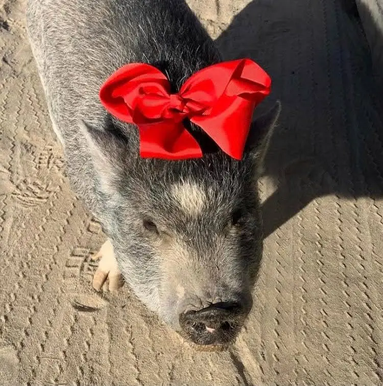Mabel the pot-bellied pig
