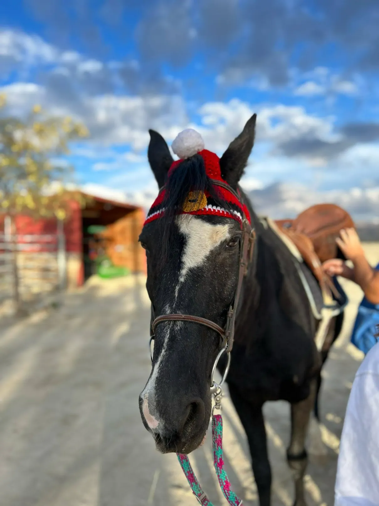 Horse available for sponsorship or adoption