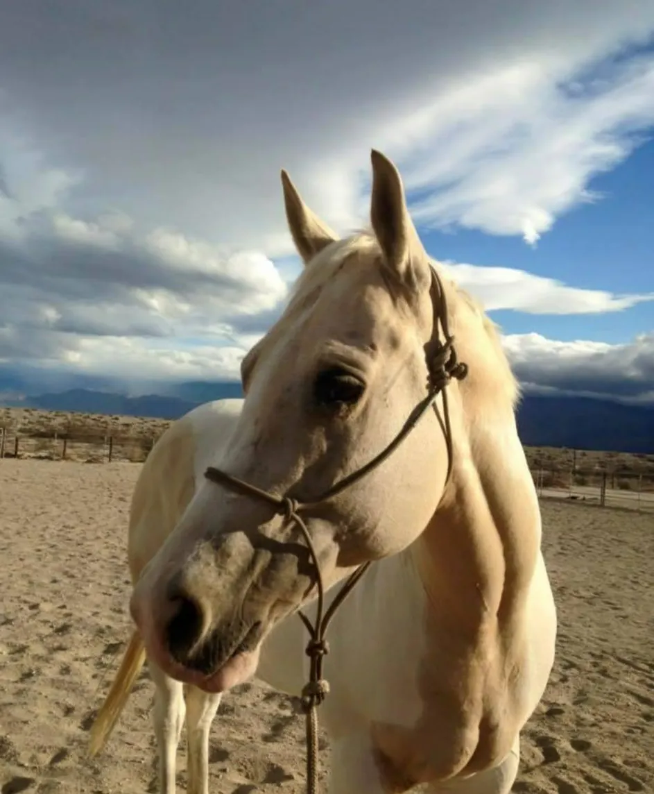 Buttercup the program horse