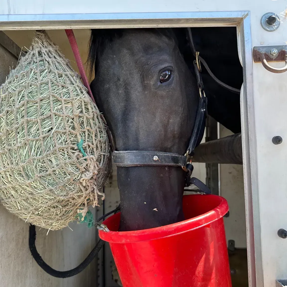 Clay the Fresian-Quarter Horse mix