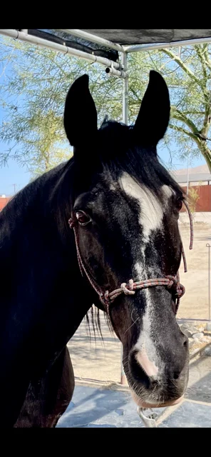 Grace the program horse