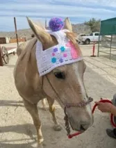 Honey the horse