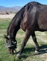 Magnolia the horse