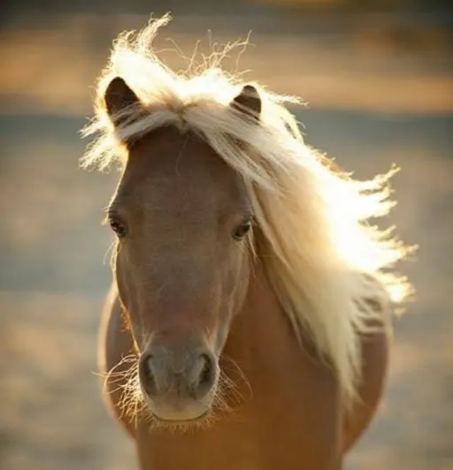 Mamma Maddie the miniature horse