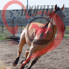 Sassy, renamed Spirit, now adopted