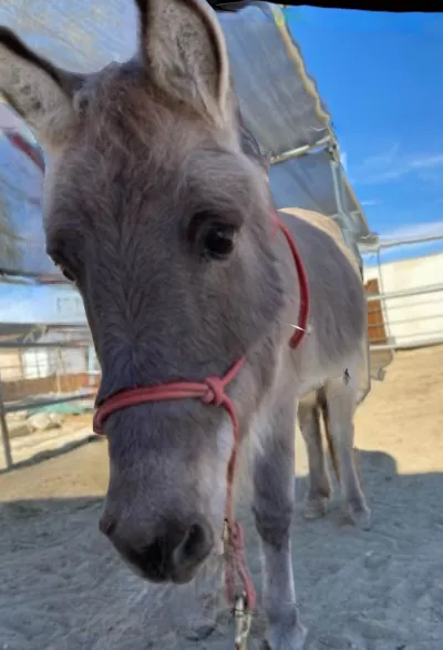 Scooter the miniature horse