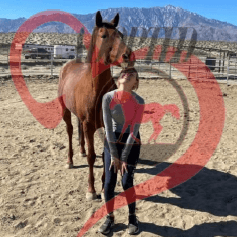 Stella the thoroughbred mare, now adopted