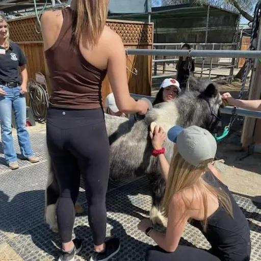 Visitors getting hands-on time grooming a rescue animal during a ranch tour