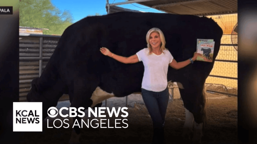 CBS News Los Angeles story featuring Guapo, the 3,000 pound rescue steer