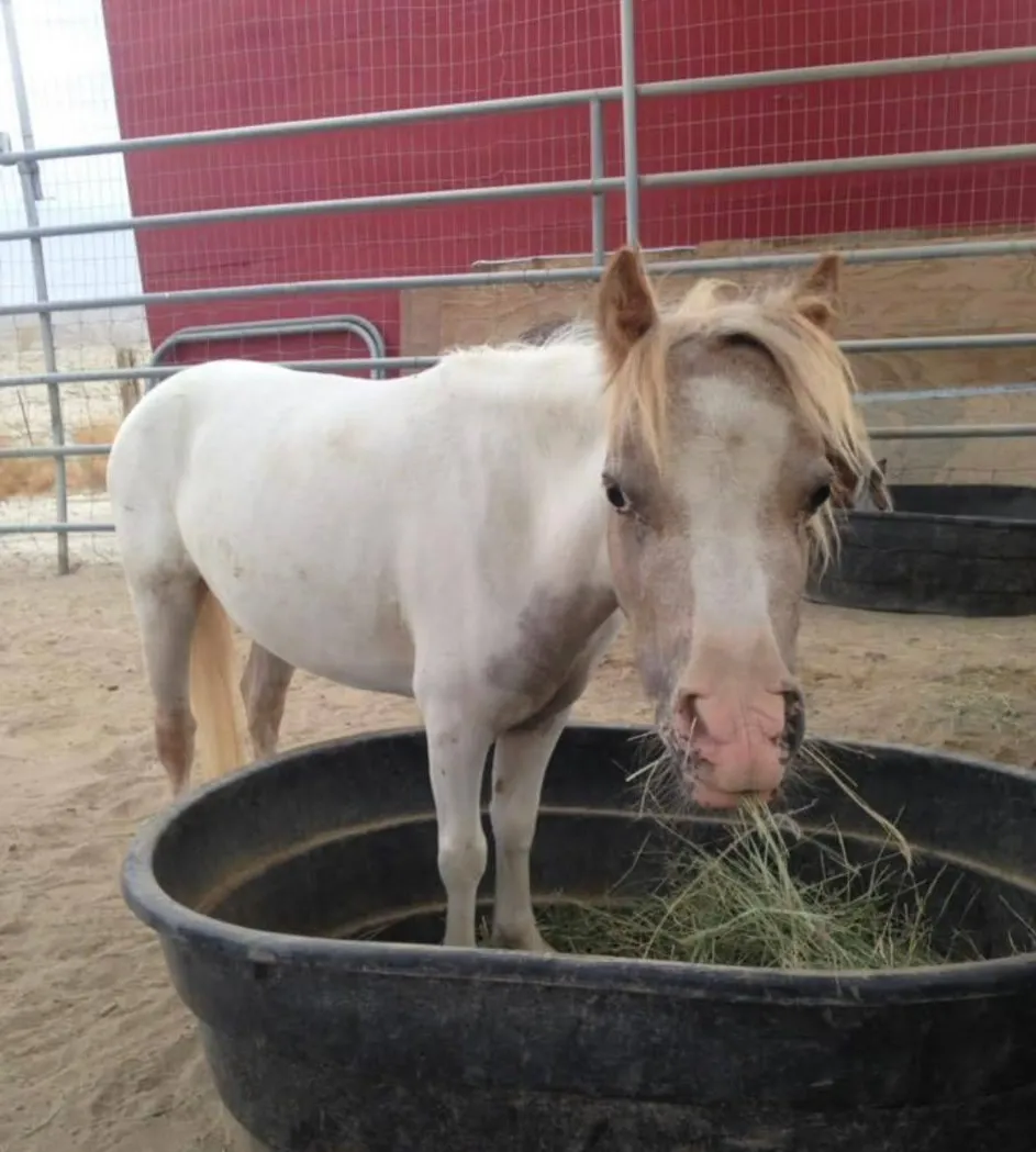 Baby June Bug, a miniature rescue horse