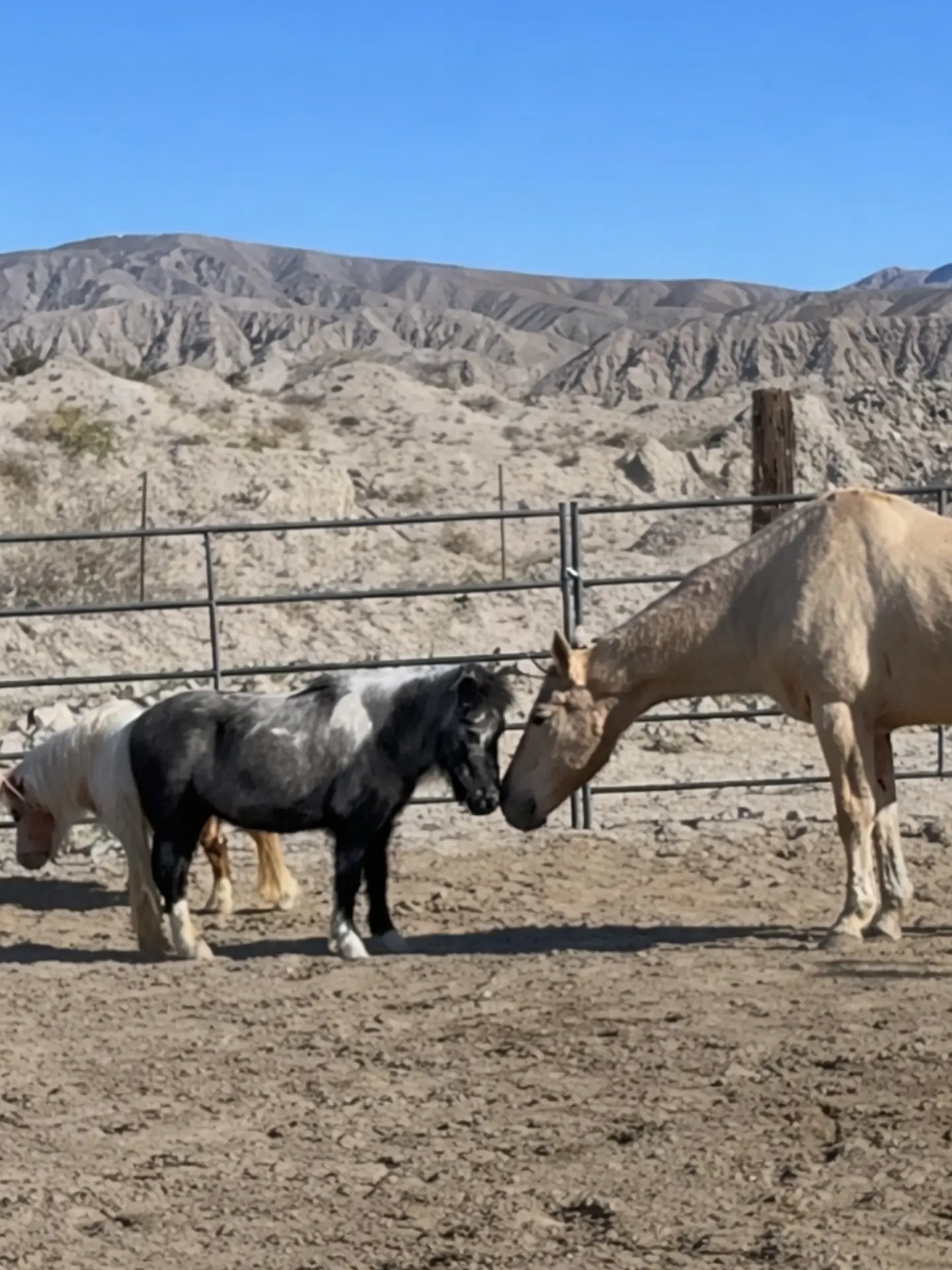 Rescue horses standing together in a desert corral below the mountains